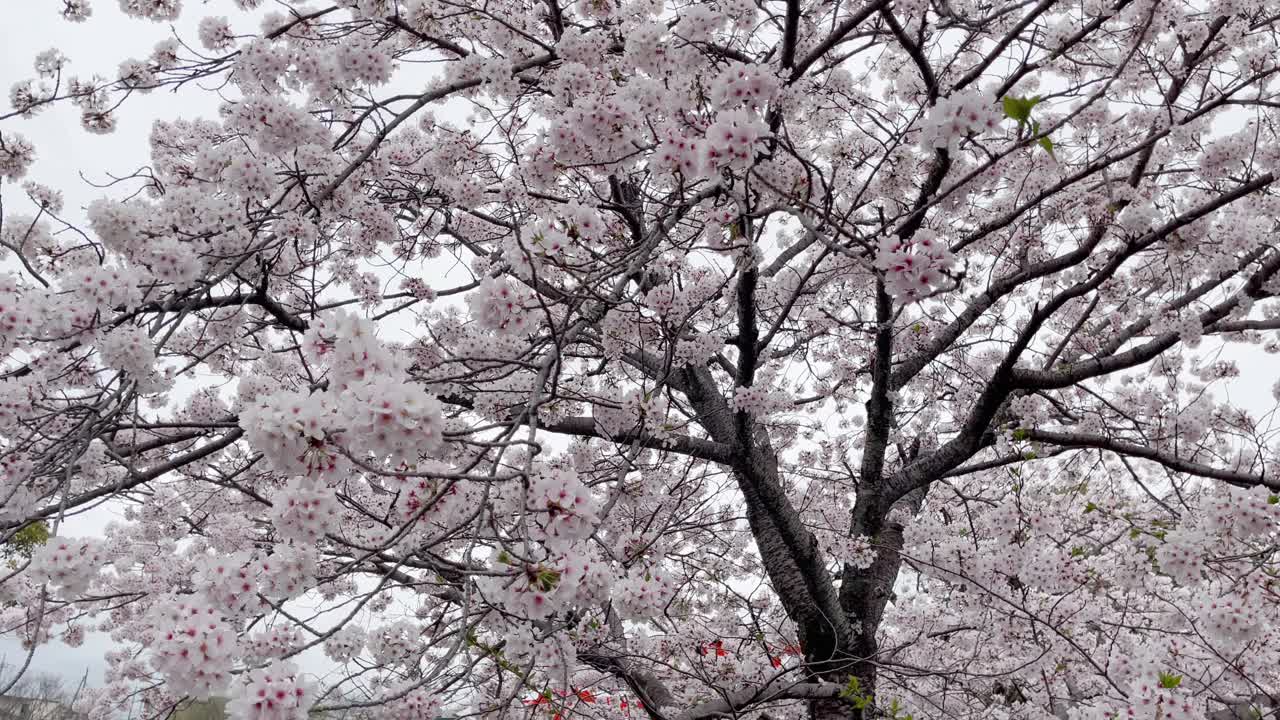 日本每年2月到4月盛开美丽的樱花。在随风摇曳的树上视频素材