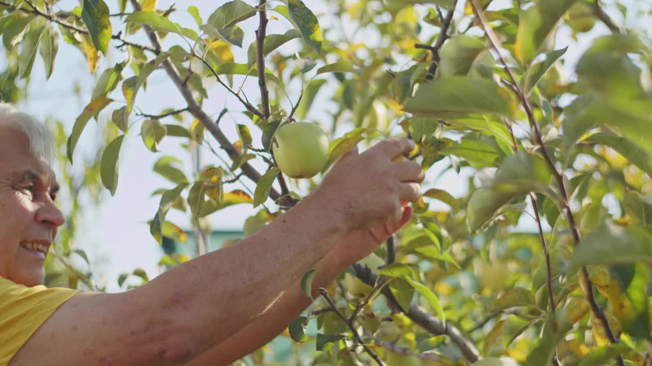 大自然的学徒，照料着农场的绿色灵魂，拥抱着季节的循环，从春天的苏醒到夏天的丰收视频下载