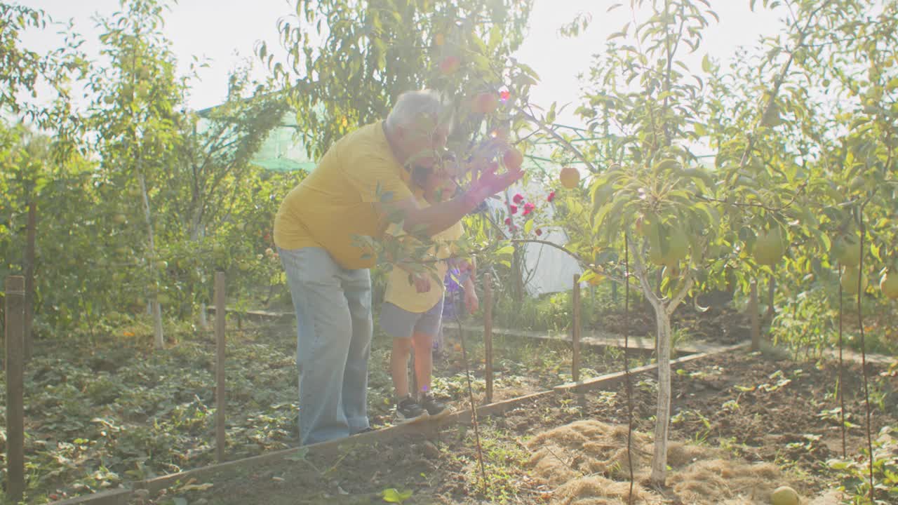 老人和孩子在果园里摘苹果。具有家庭概念的休闲户外活动。海报、横幅设计。户外自然光摄影与文字的地方视频下载