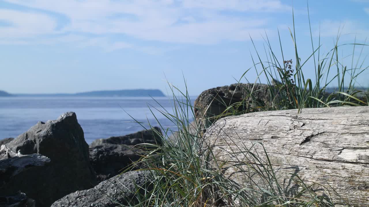 浮木、草地和岩石眺望普吉特海湾。视频素材