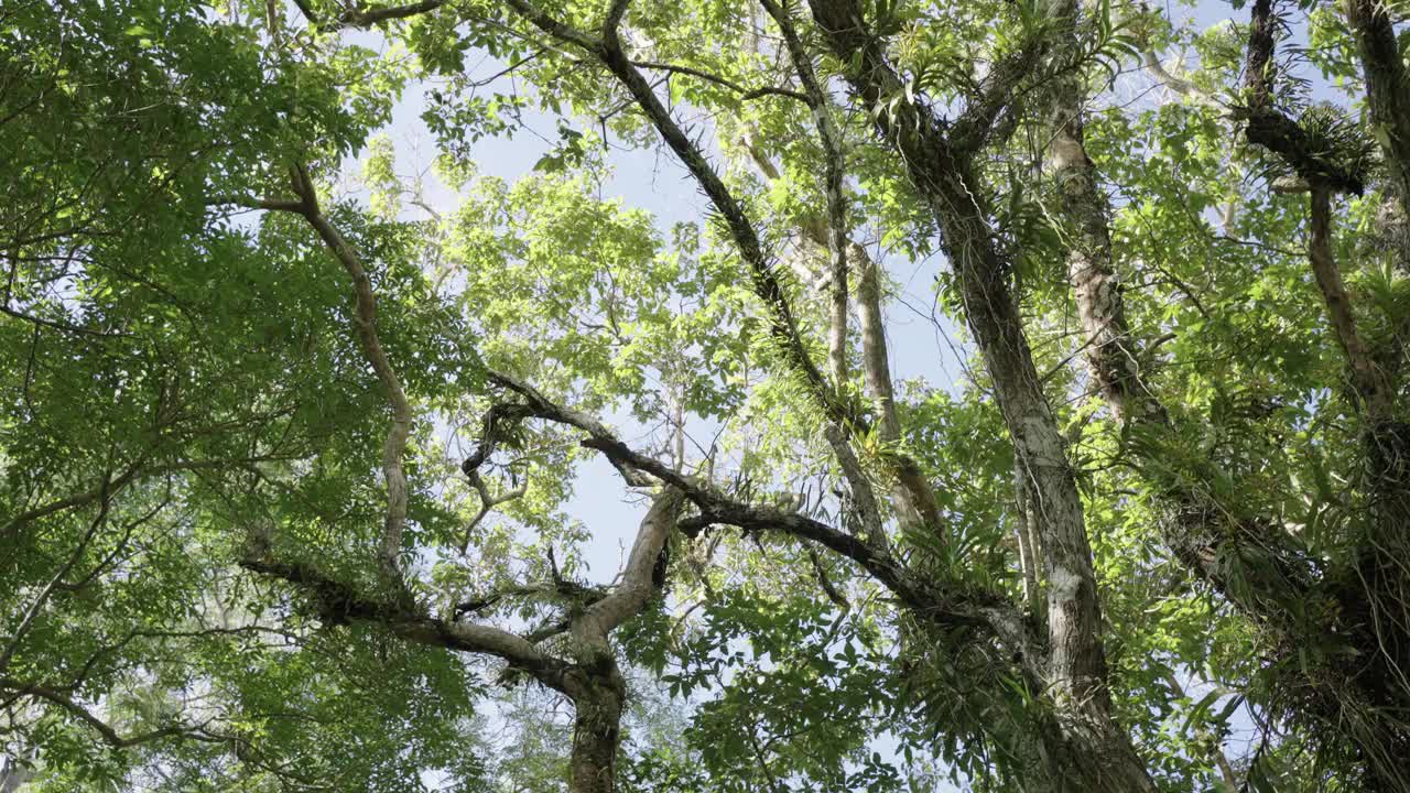 夏天早晨森林里的树。视频下载