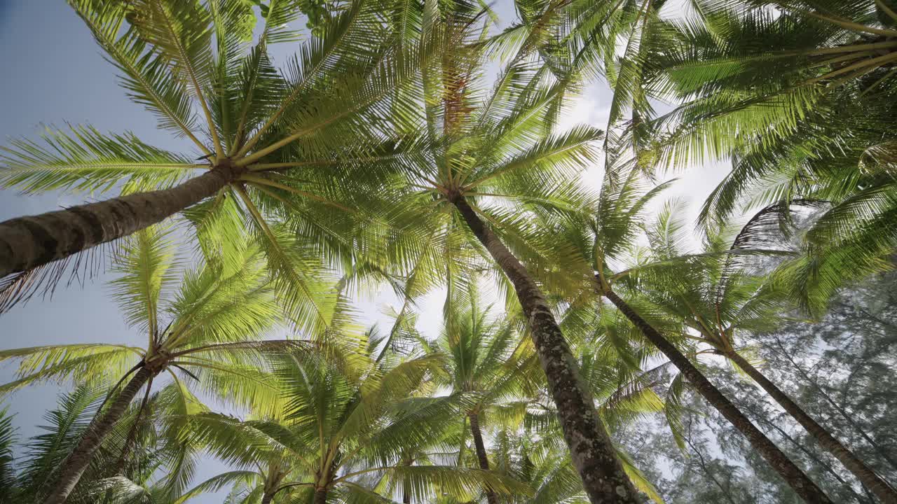 椰子树底部顶视图相机向上看向前旅行夏天。视频下载