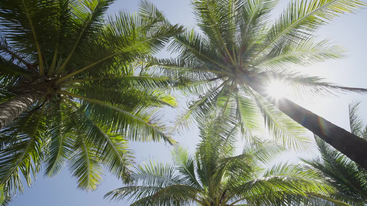 椰树阳光下看天空。视频素材