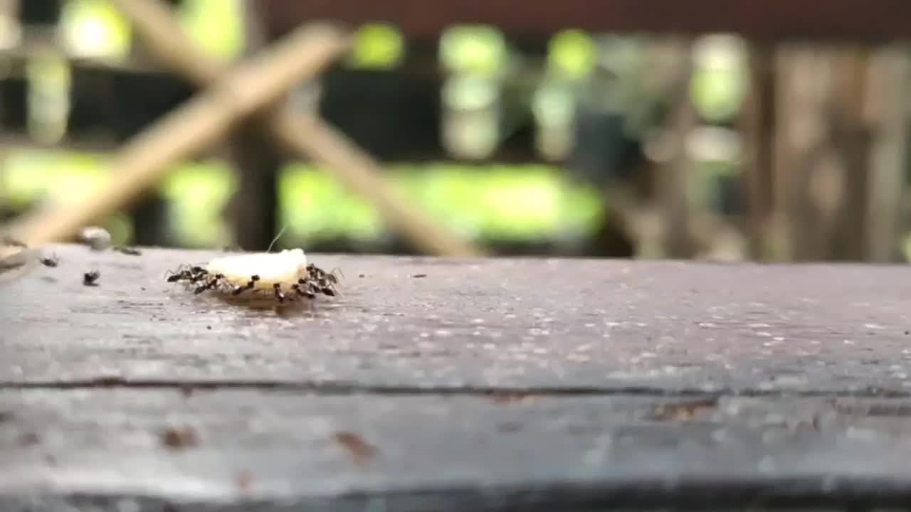 觅食工蚁视频素材