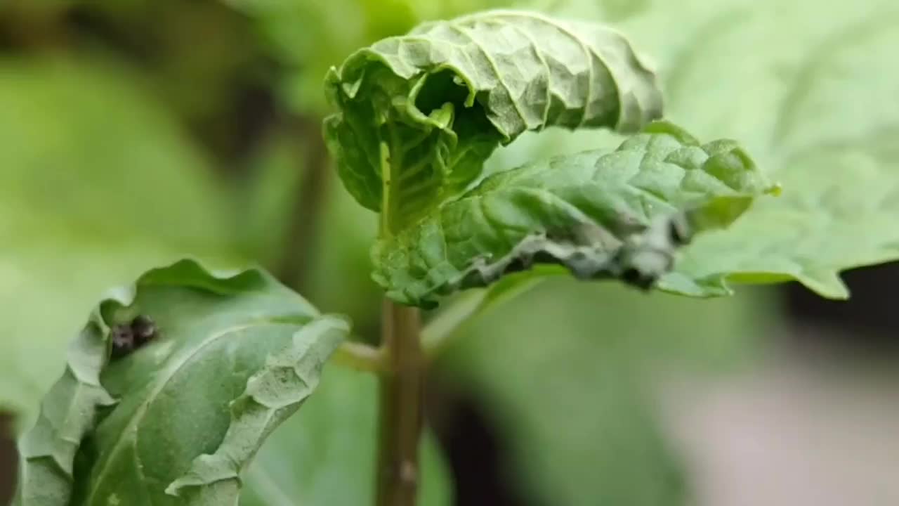 破坏植物的飞虱视频素材