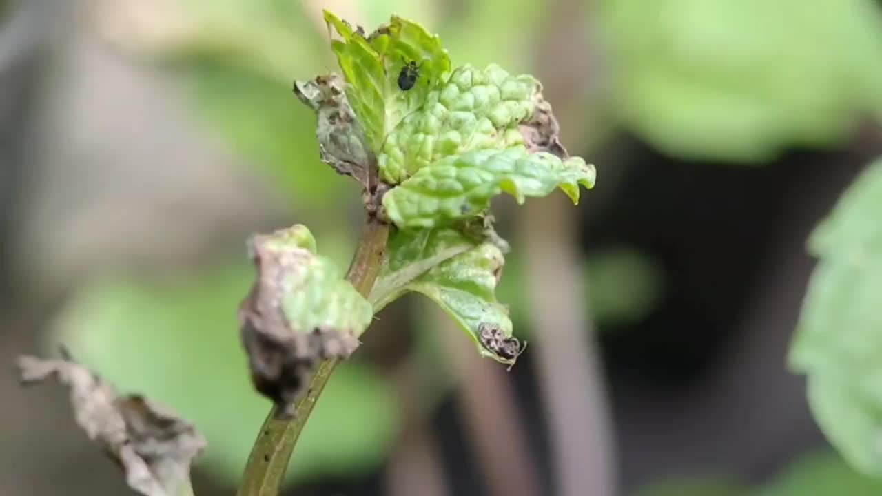 破坏植物的飞虱视频素材