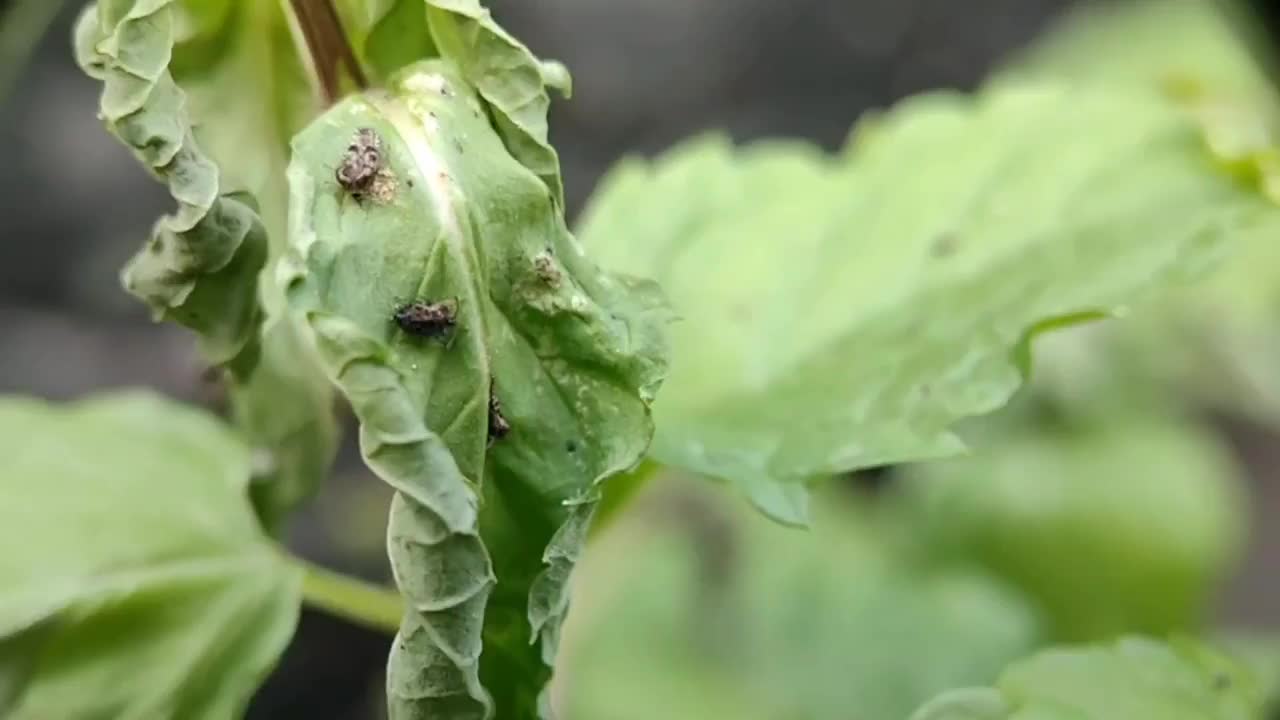 破坏植物的飞虱视频素材