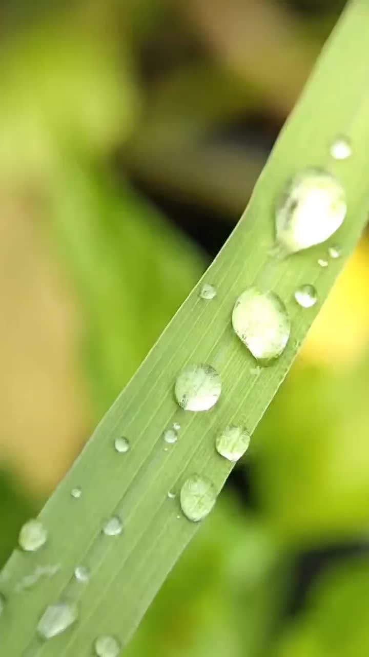 露水:植物叶子表面的露水视频素材