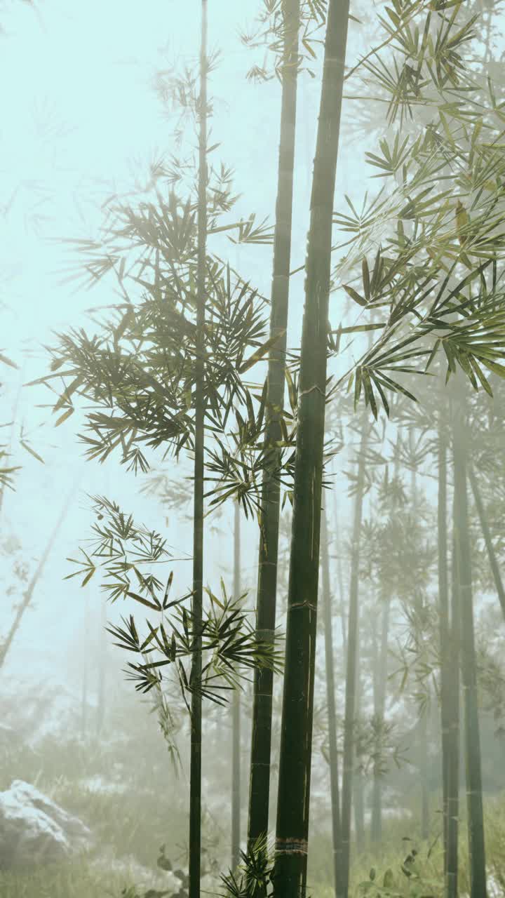 林中竹林群，垂直视频素材