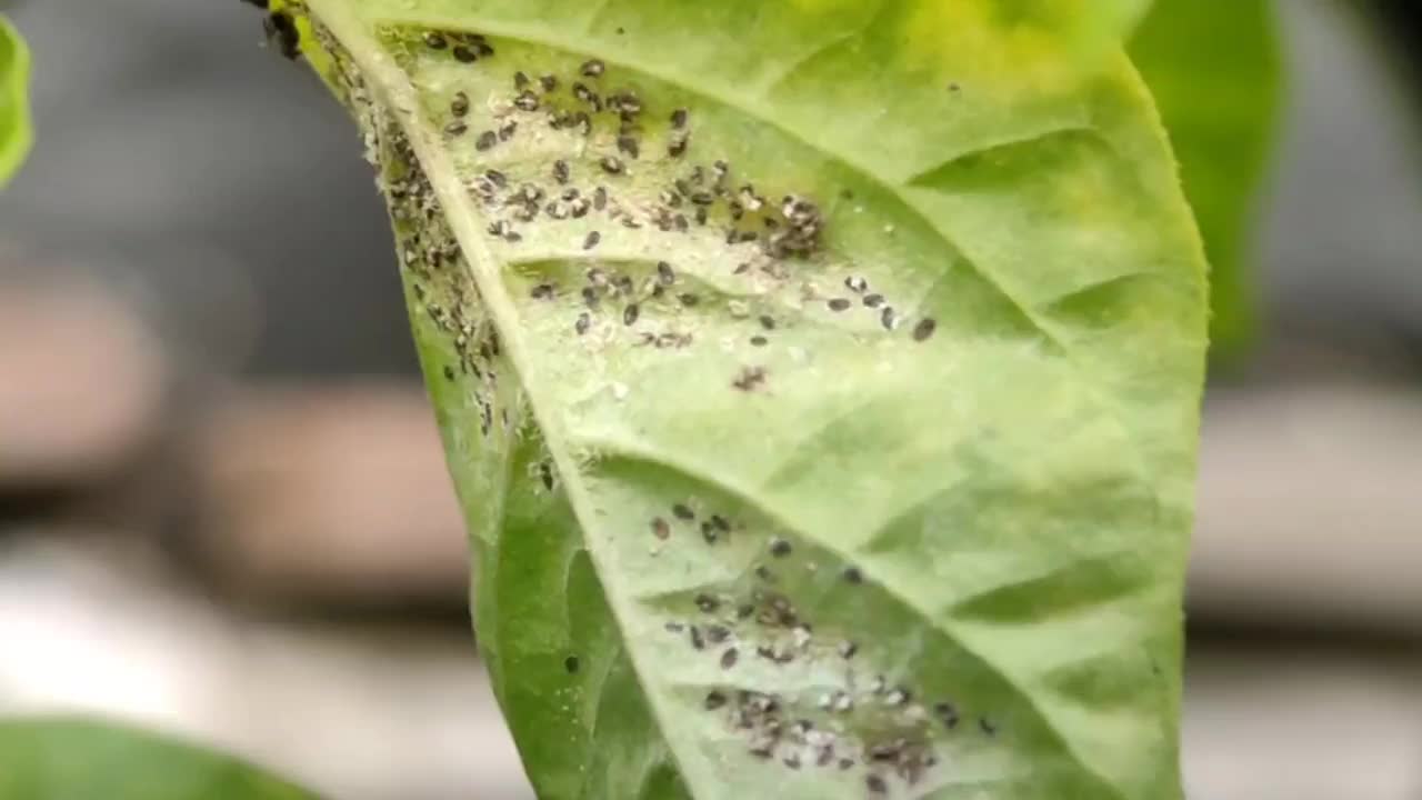 破坏植物的飞虱视频素材