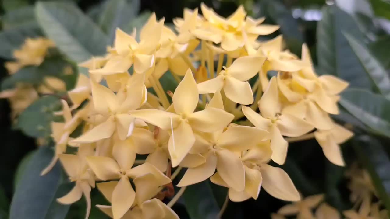 秋葵花——花园里盛开的花视频素材