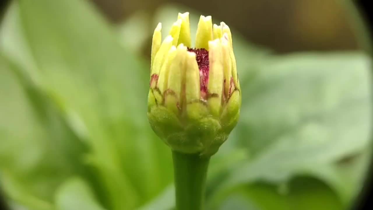 百日菊花蕾视频素材