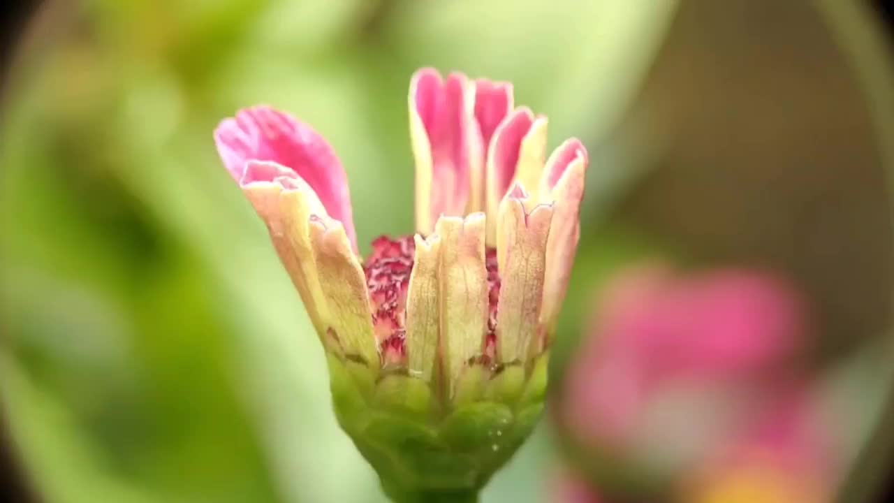 百日菊花蕾视频素材