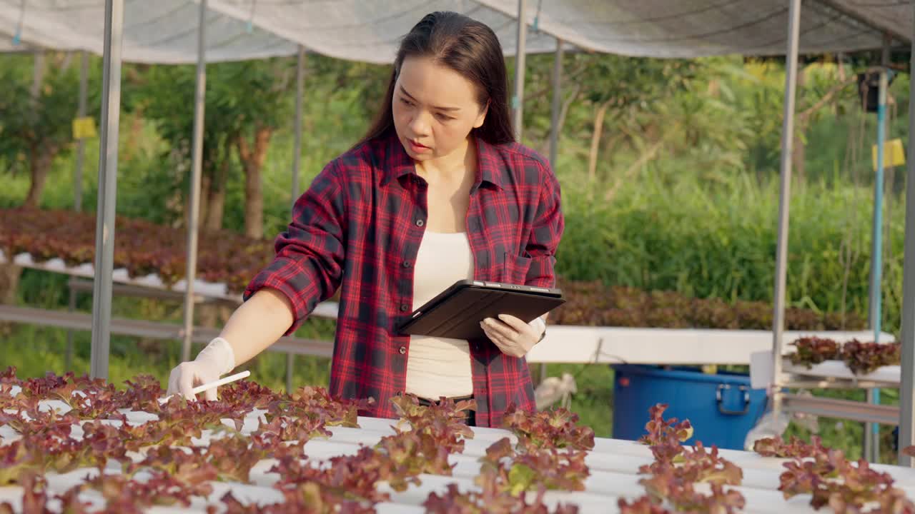 一位妇女正在照料花园中的植物，可能是莴苣视频素材