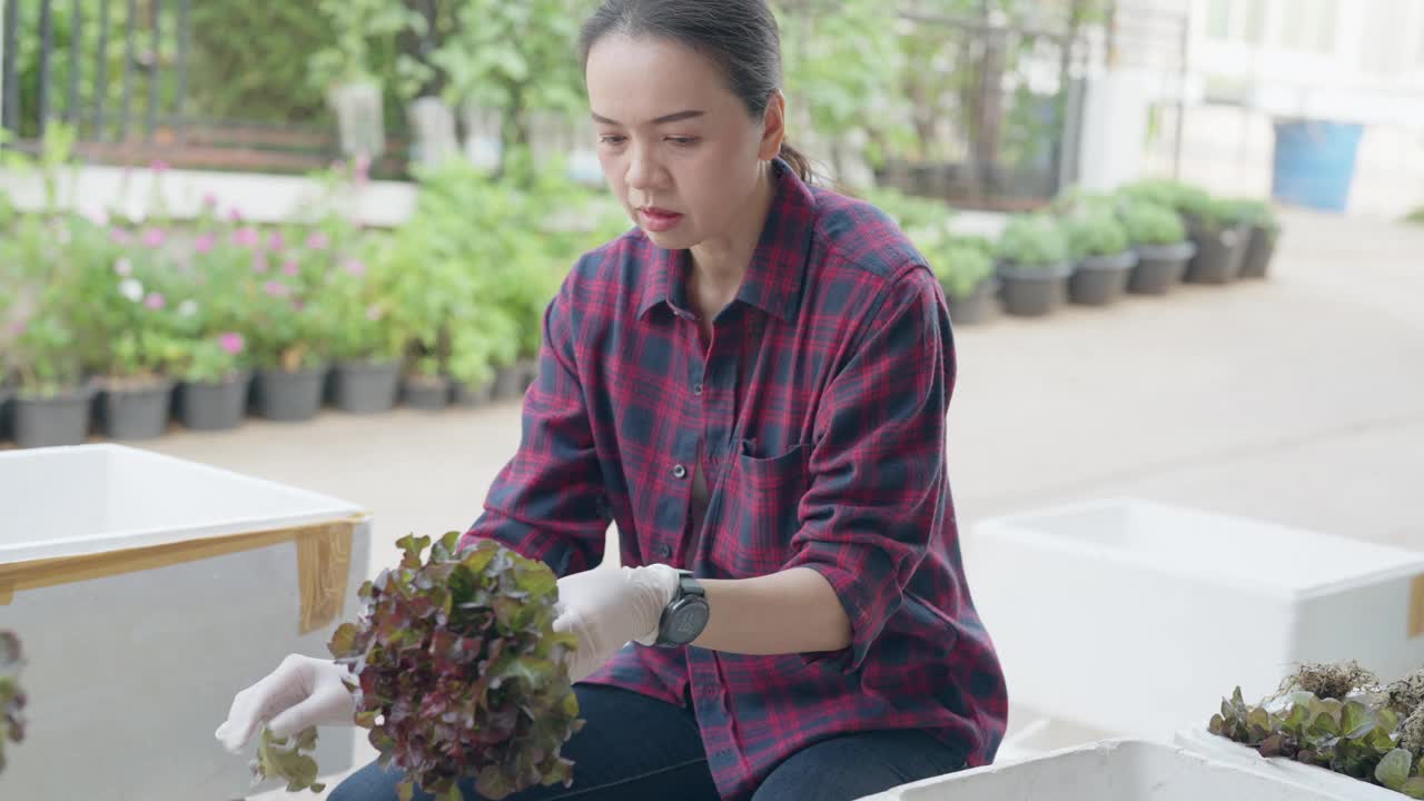 一位妇女正在照料花园里的一株植物视频素材