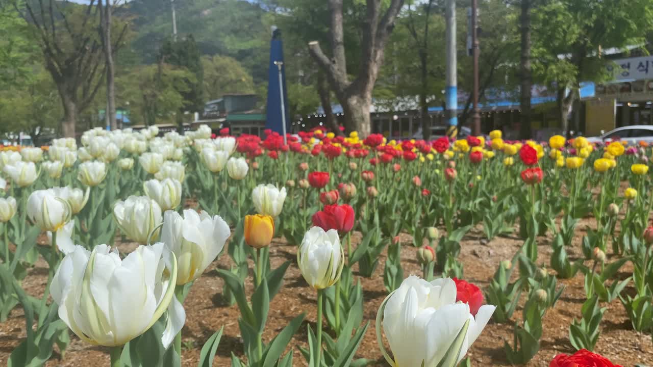 韩国，春天，鲜花，美景，风，三静湖视频下载