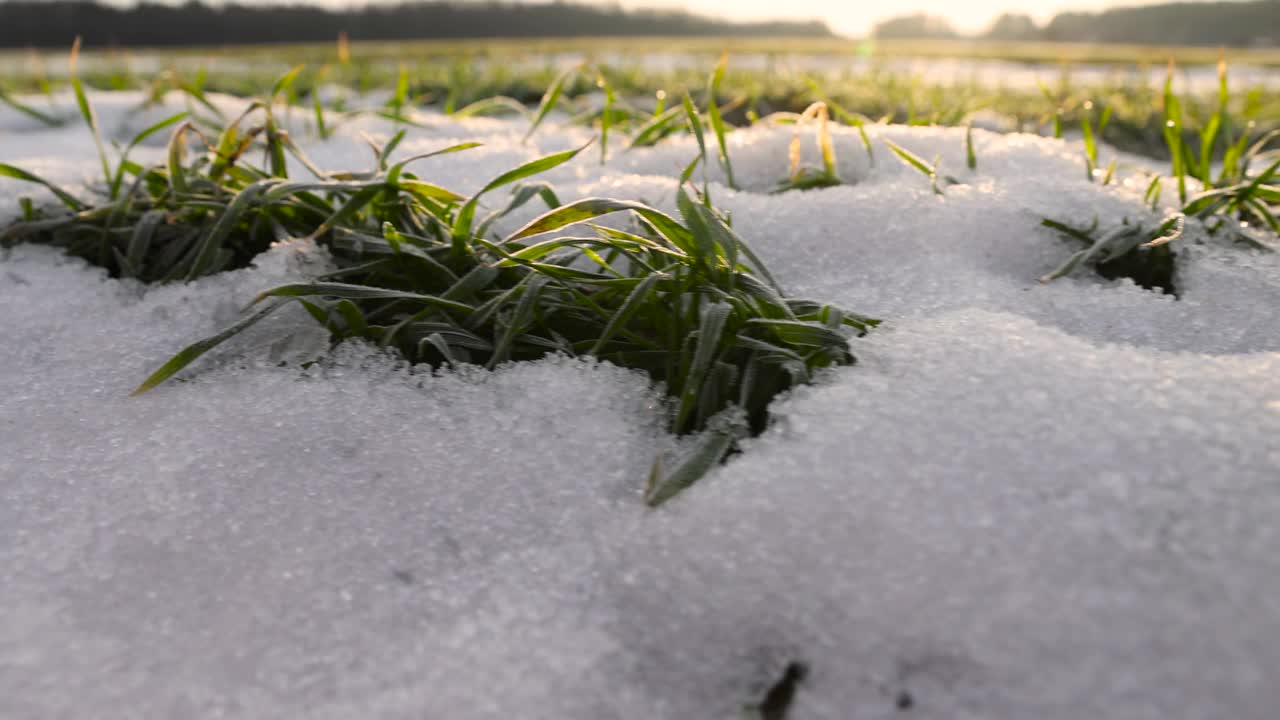 白雪覆盖的绿色小麦芽，近距离看视频素材