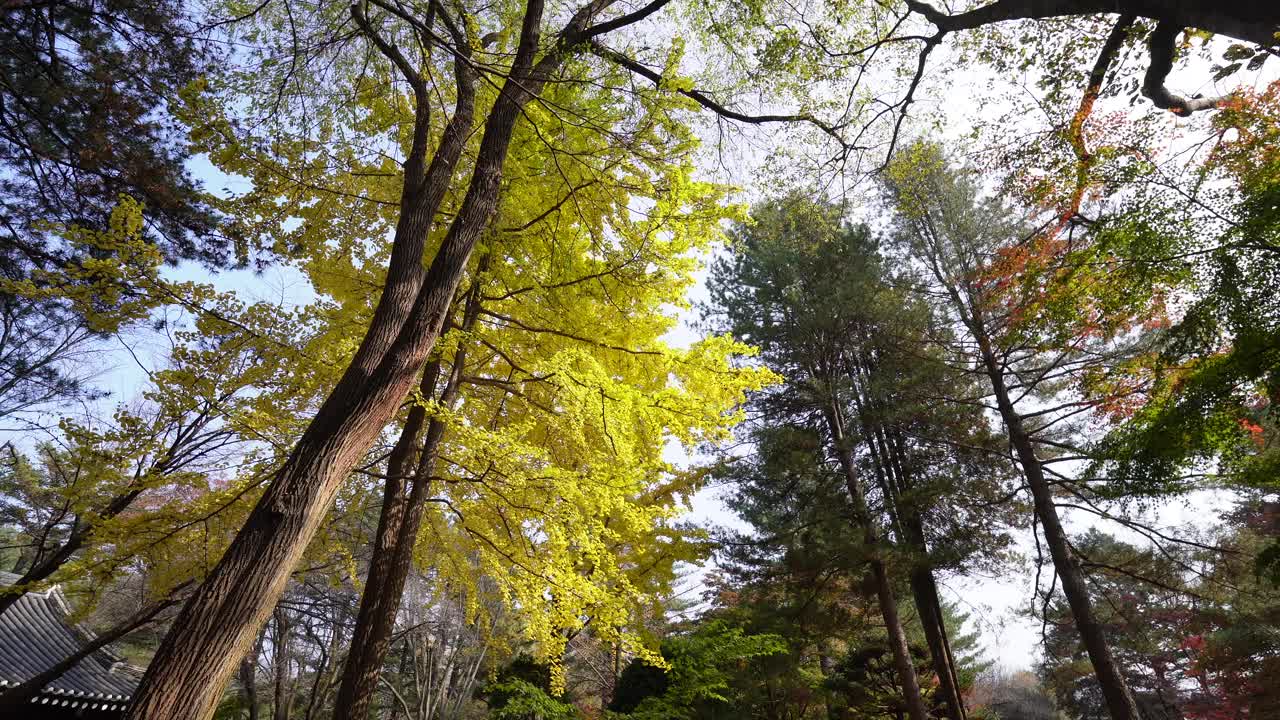 在韩国南美岛，一个人走在充满活力的秋叶中，展示了宁静而多彩的景观视频素材