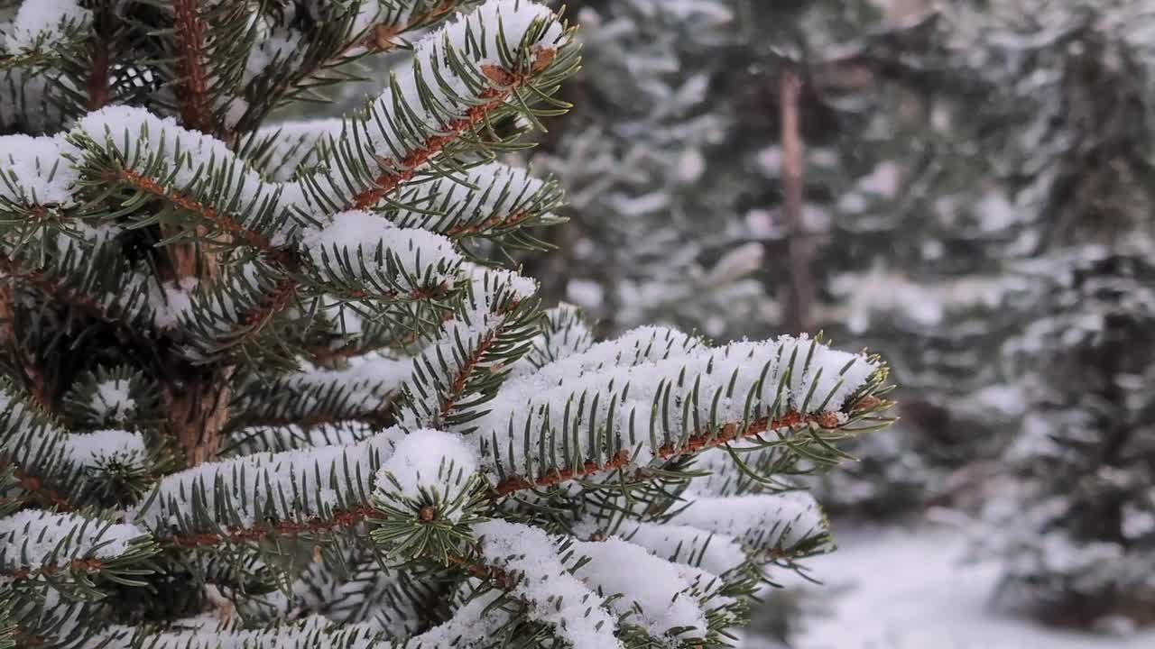 下雪时，雪落在一棵小云杉的树枝上视频素材