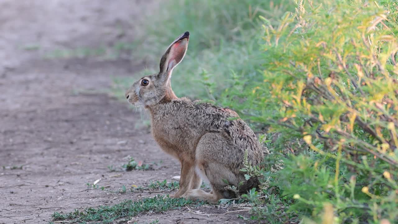 欧洲野兔(Lepus europaeus)，也被称为棕色野兔，正站在一条乡间小路上视频素材