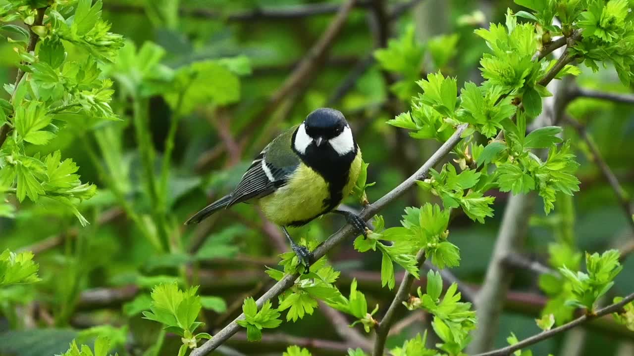 野生大山雀。Songbird视频素材