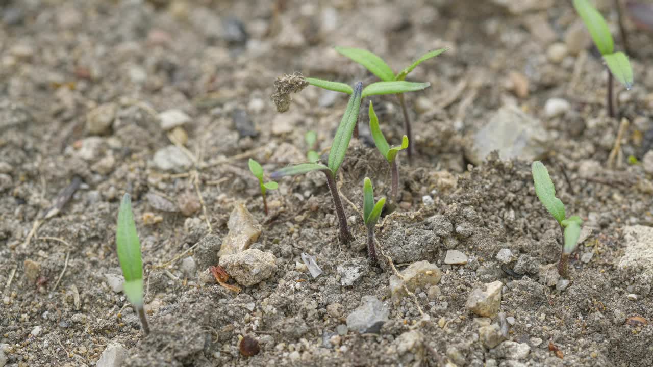 原始农业土地上植物芽生长的宏观视角，时间跨度4k视频下载