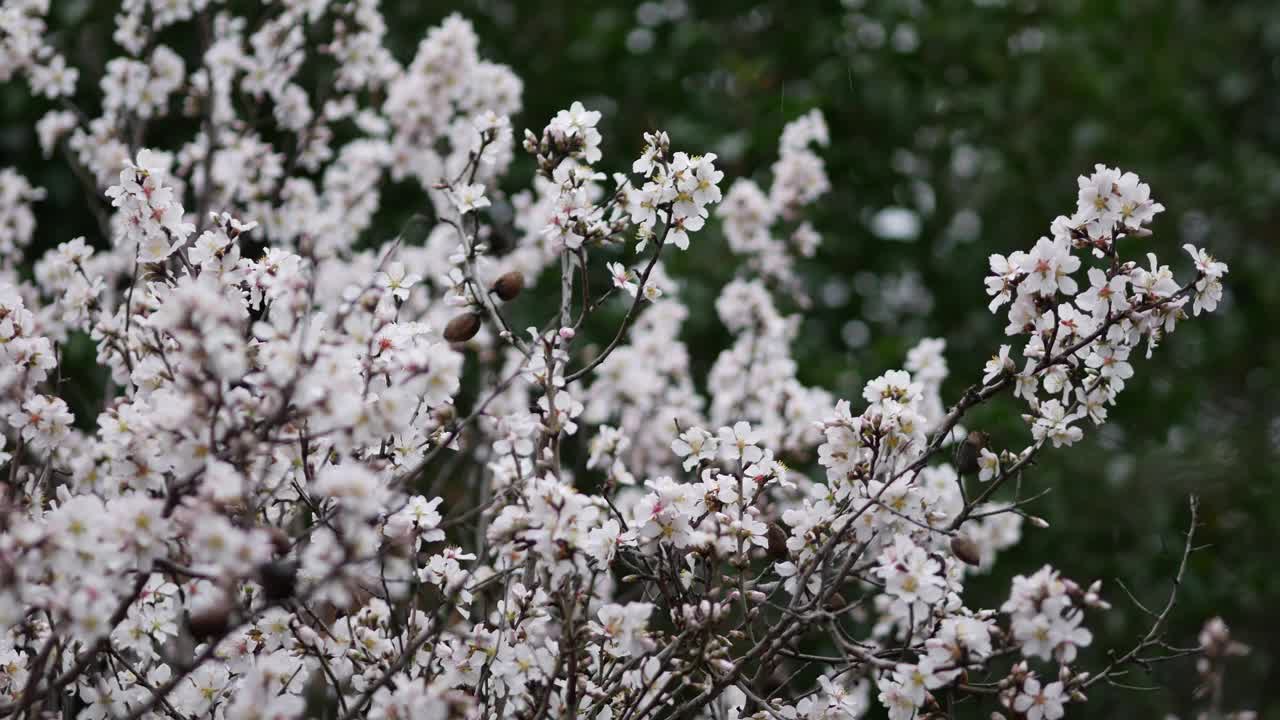 杏树上的花。盛开的杏仁。这棵树的树冠在强风和大雨中摇晃。扁桃属灌木或小乔木，源自杏仁亚属(扁桃属)。克罗地亚罗维尼——2024年2月23日视频下载