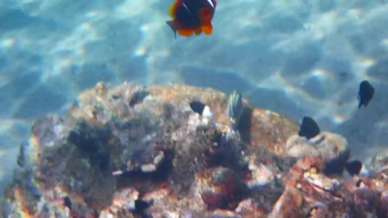 小丑鱼(Amphiprion bicinctus)与海葵共生视频素材