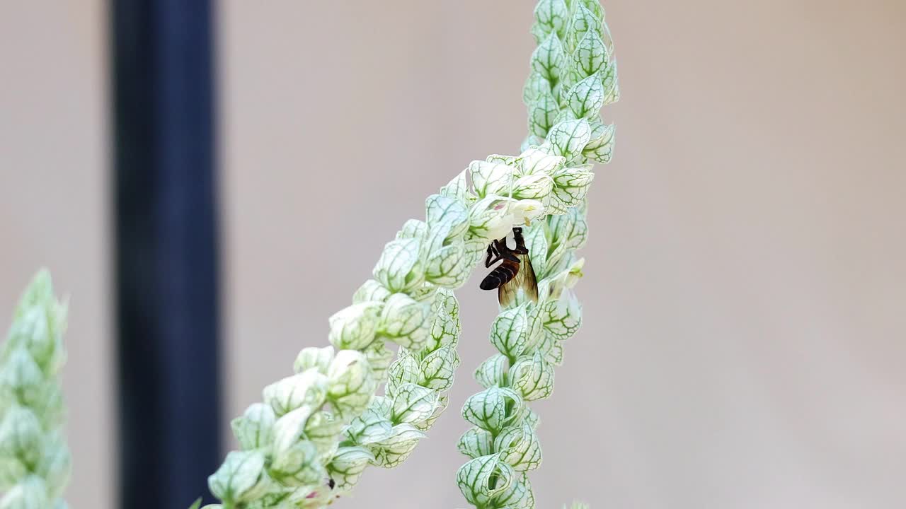 蜜蜂为盛开的花朵授粉视频素材