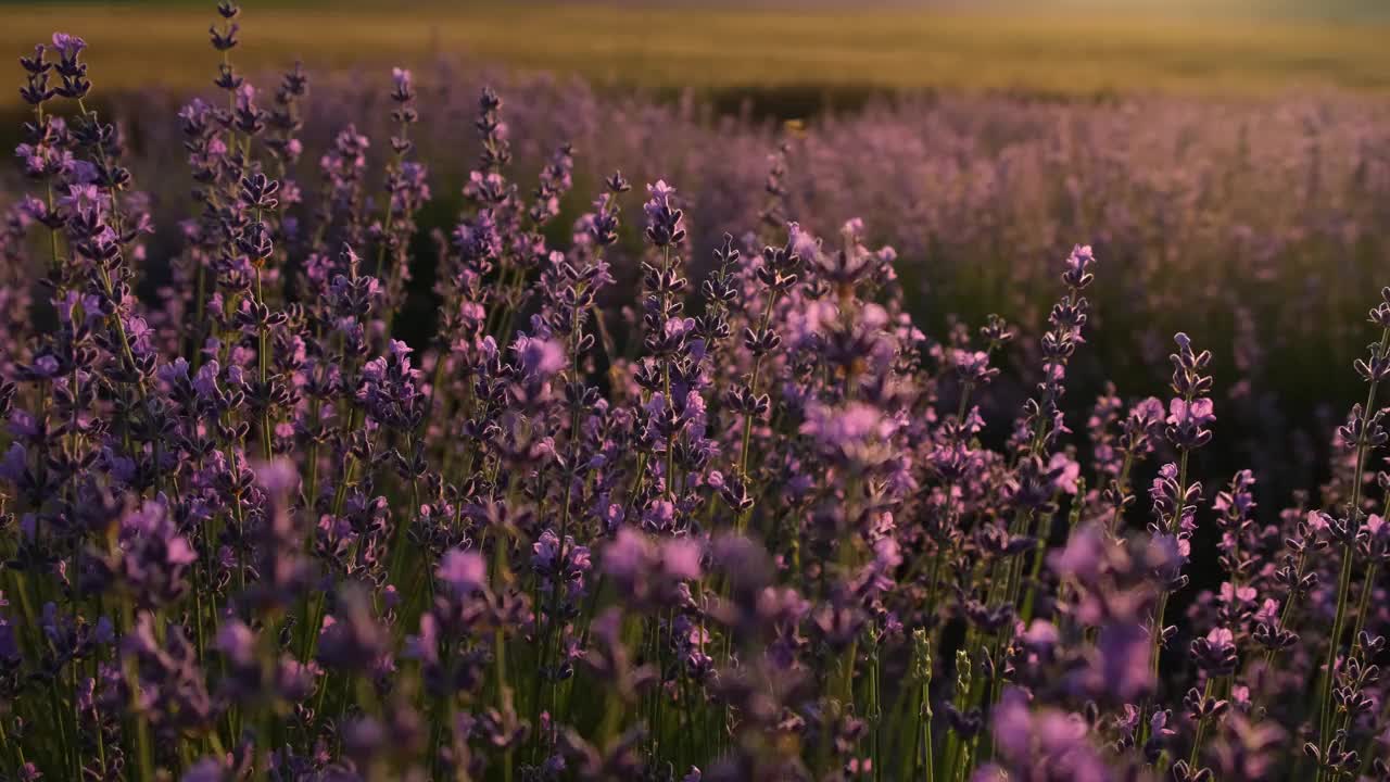 薰衣草花特写。视频素材