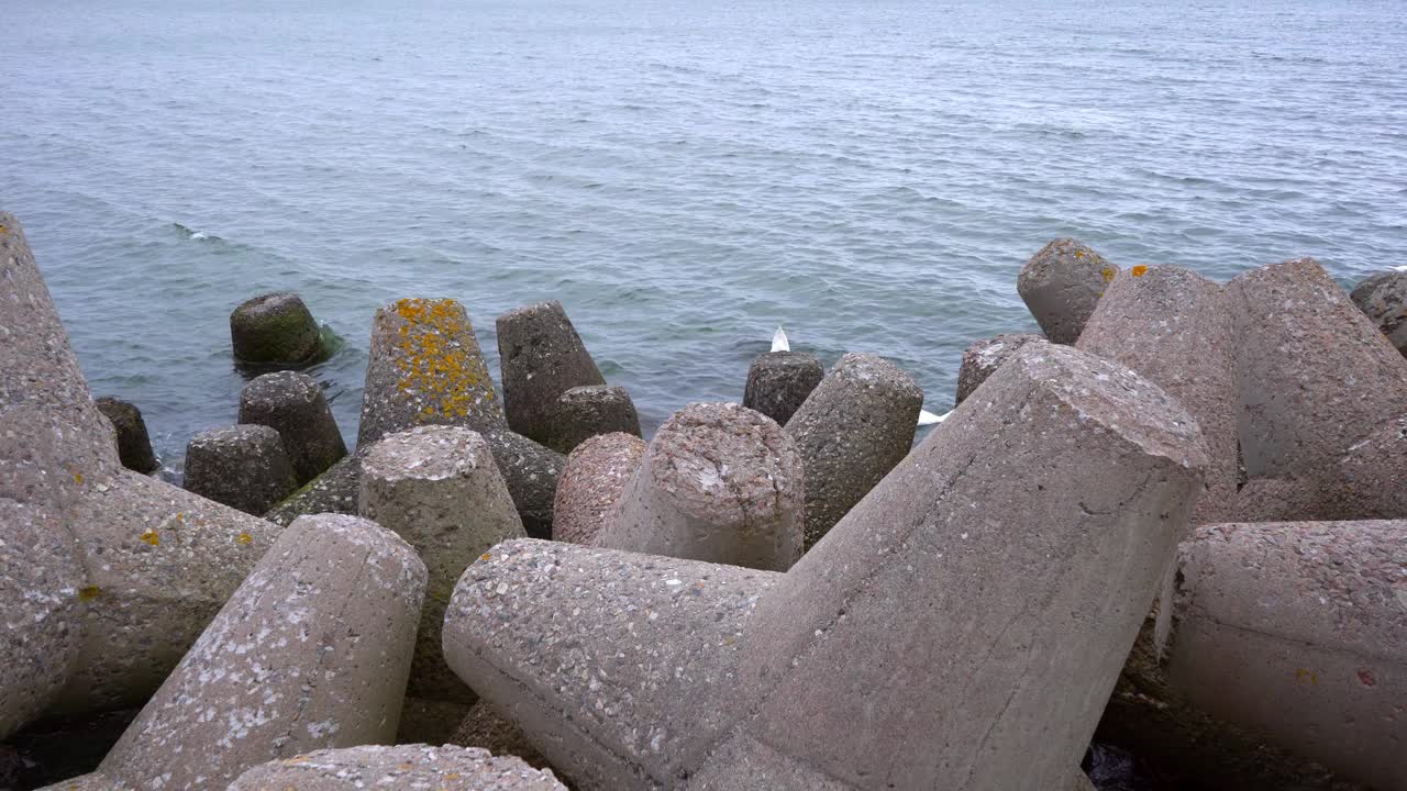 天鹅在波罗的海游泳。防波堤视频素材