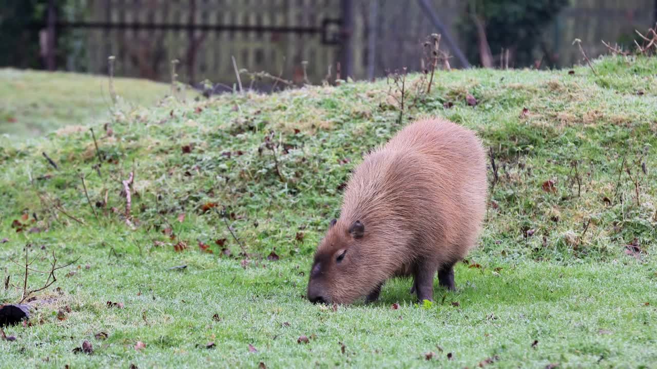 水豚(Hydrochoerus hydrochaeris)视频素材