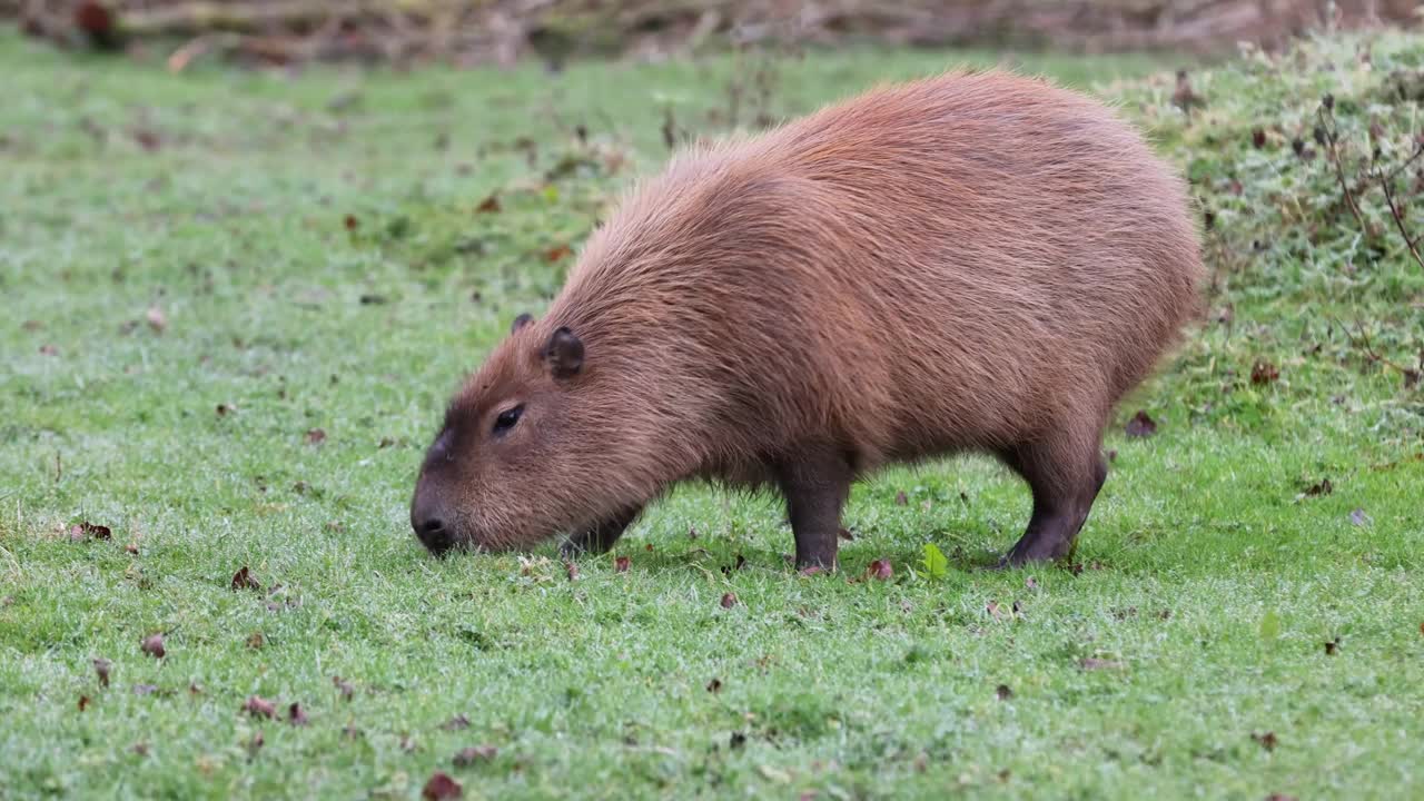 水豚(Hydrochoerus hydrochaeris)视频素材