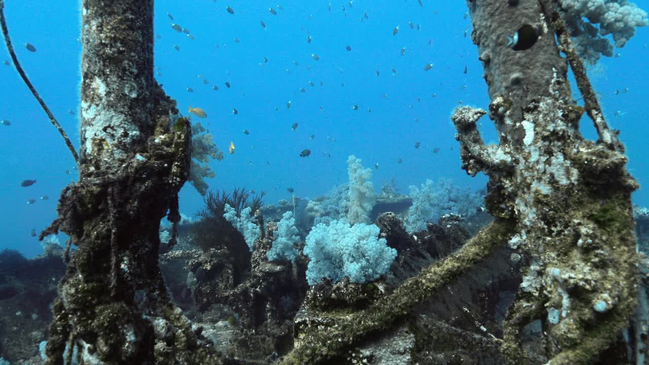 斯特拉丸号沉船和它的彩色海洋生物。视频素材