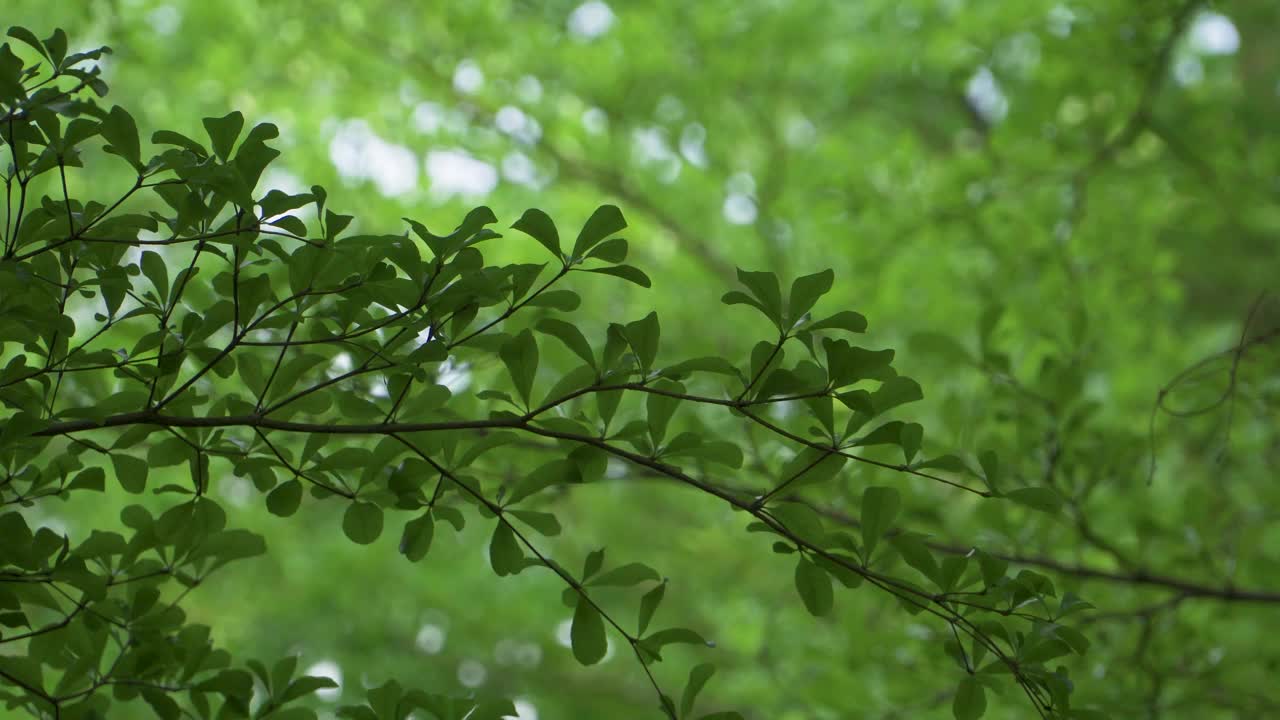 树木在春风中摇曳视频素材