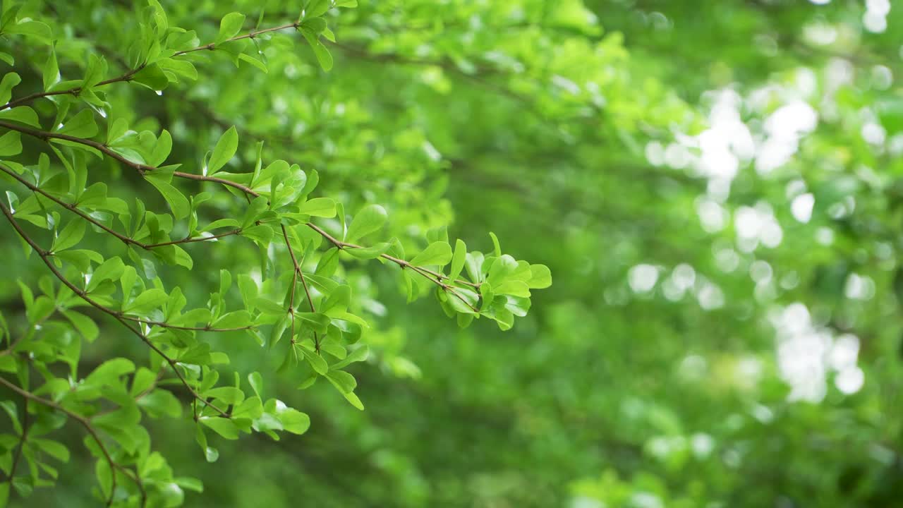 树木在春风中摇曳视频下载