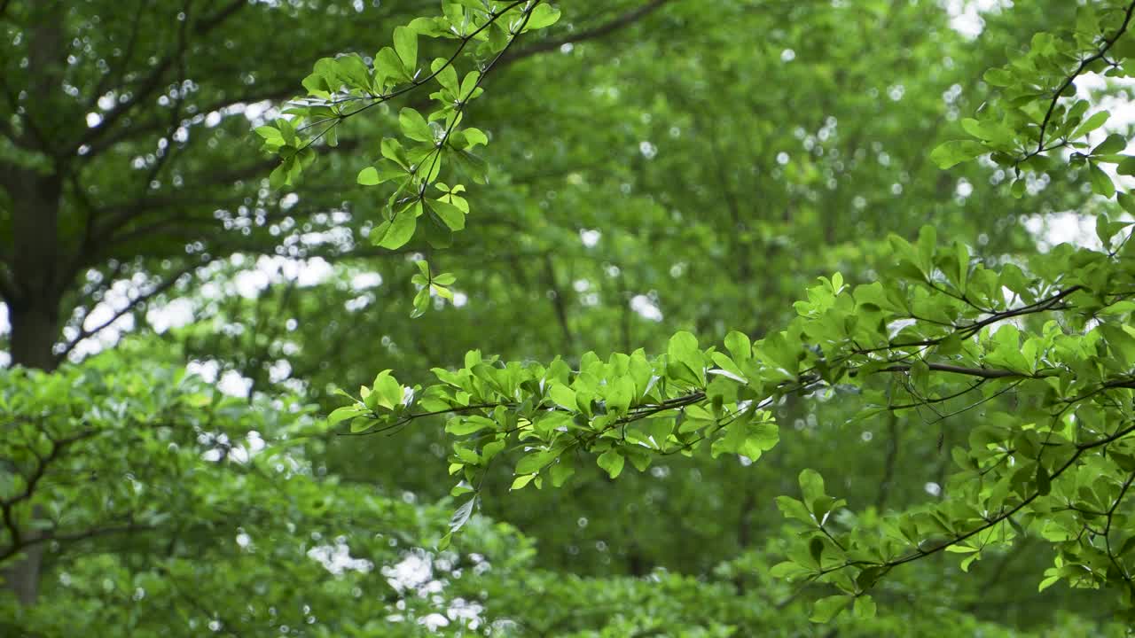 树木在春风中摇曳视频下载