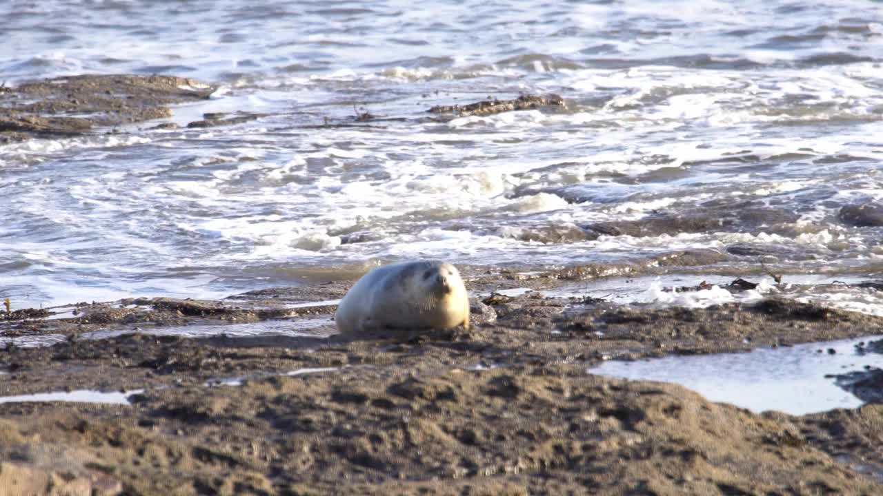 惠特利湾圣玛丽灯塔旁的岩石上，一只灰色的海豹从海里浮出水面视频下载