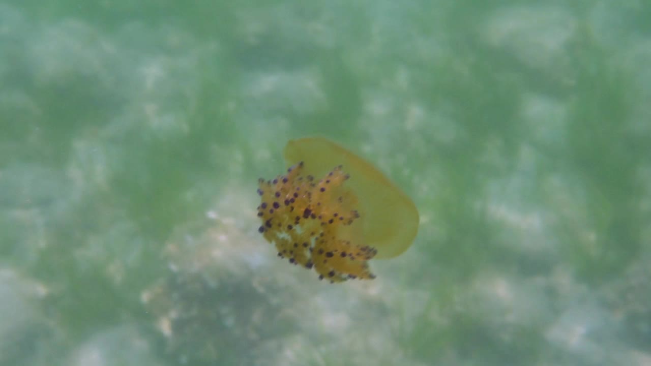 地中海水母视频素材