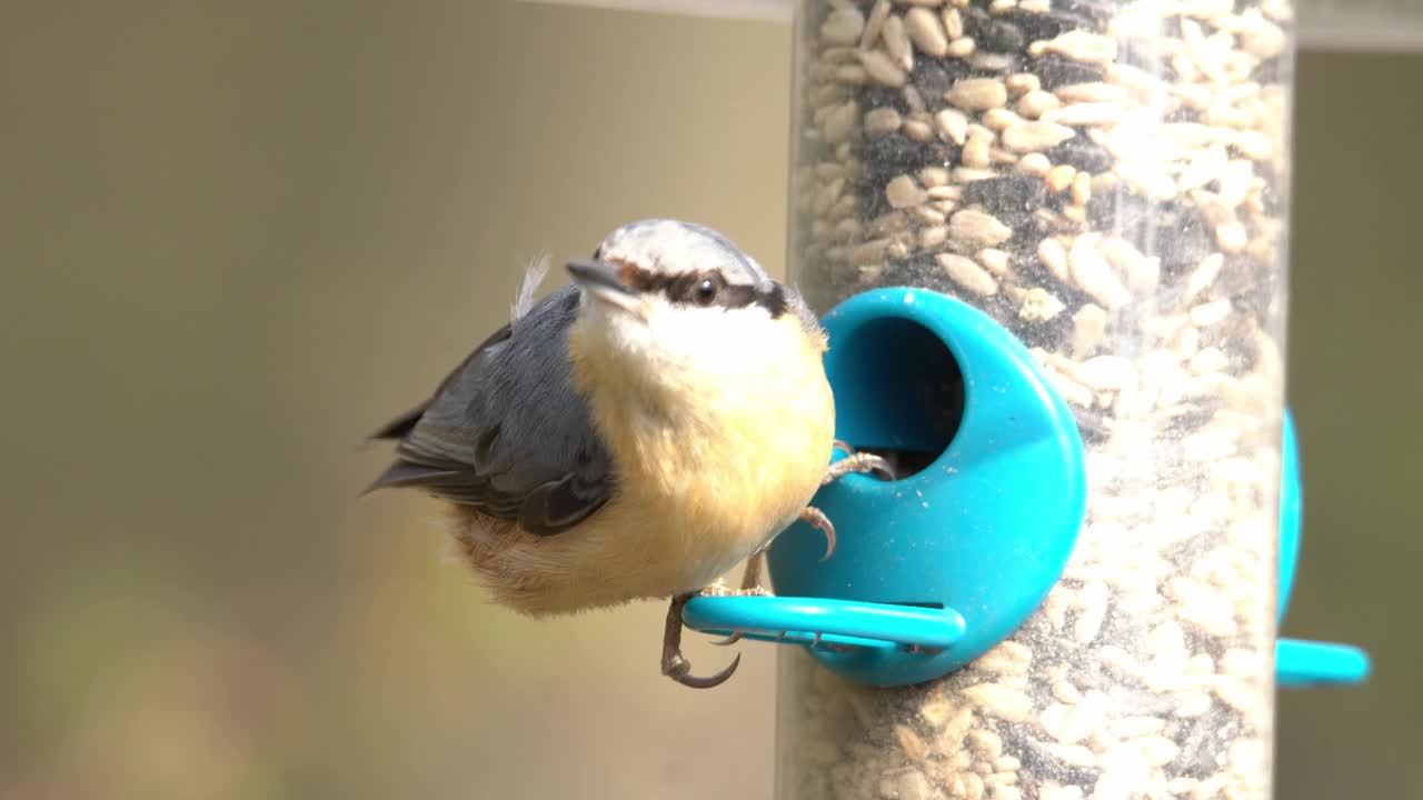 Nuthatch正在喂食装满种子的喂食器视频下载