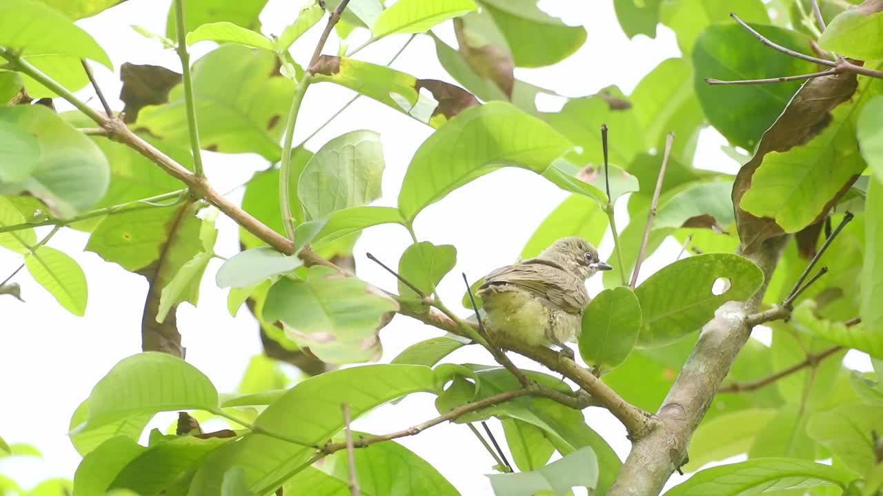 饥饿的雏鸟:在茂密的树梢上，父母喂养雏鸟。视频素材