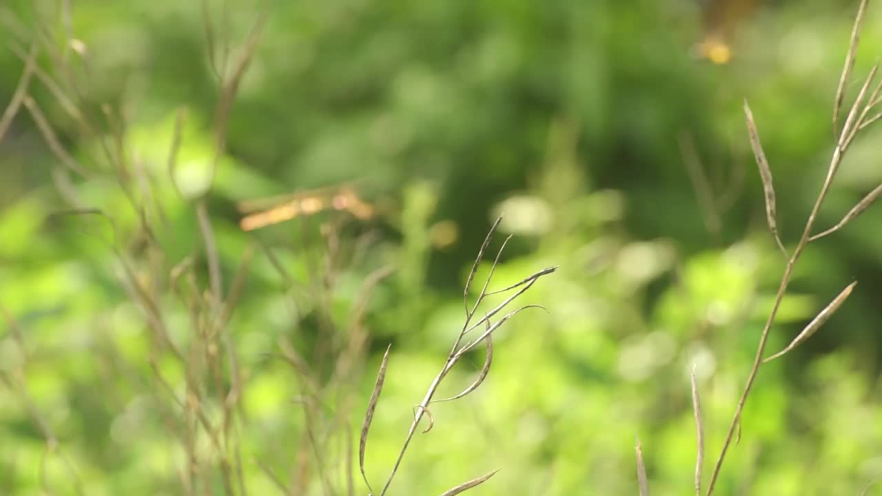 栖息在植物茎上的蜻蜓视频素材