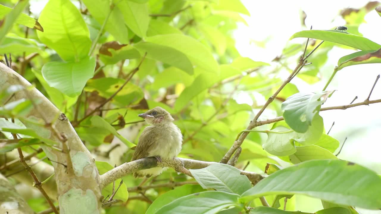 饥饿的雏鸟:在茂密的树梢上，父母喂养雏鸟。视频素材