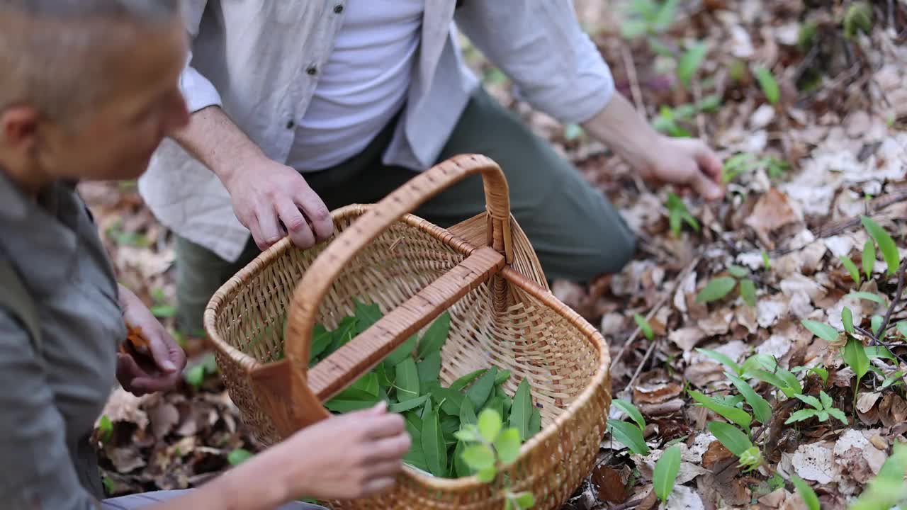 徒步旅行的人采摘植物视频下载