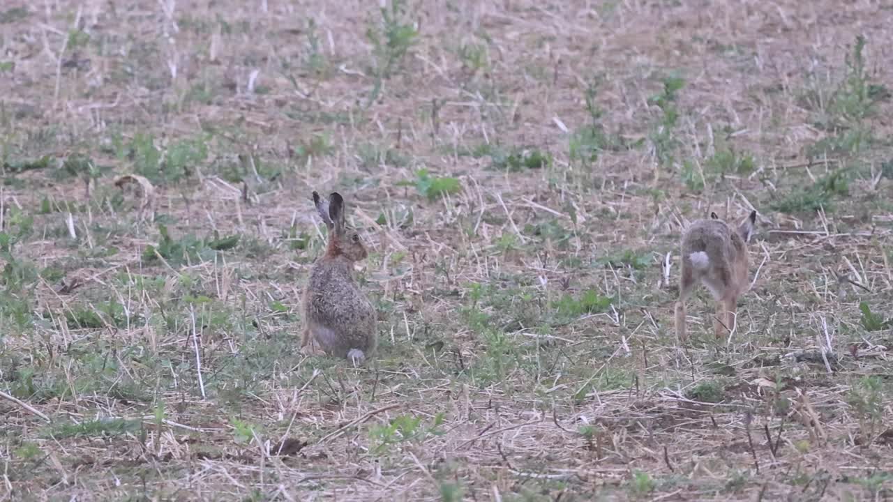 野兔视频下载