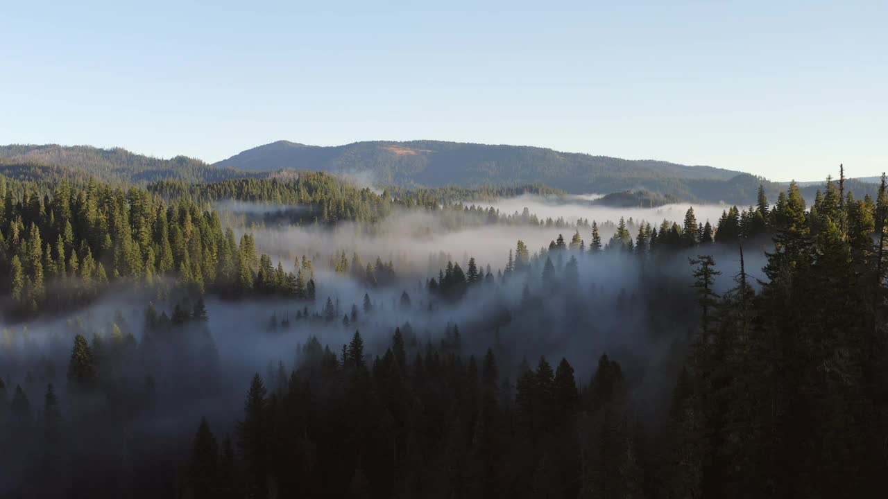 这是一片迷雾笼罩的森林，背景是树木和山脉视频素材