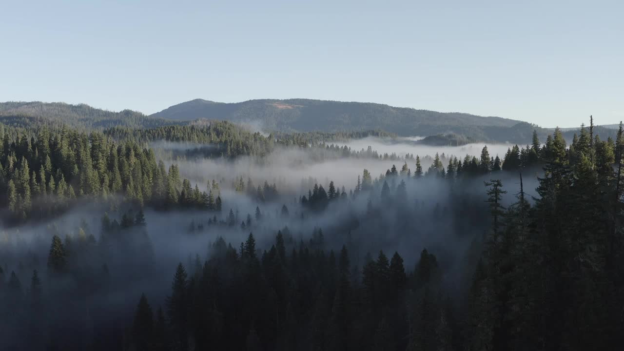 这是一片迷雾笼罩的森林，背景是树木和山脉视频素材