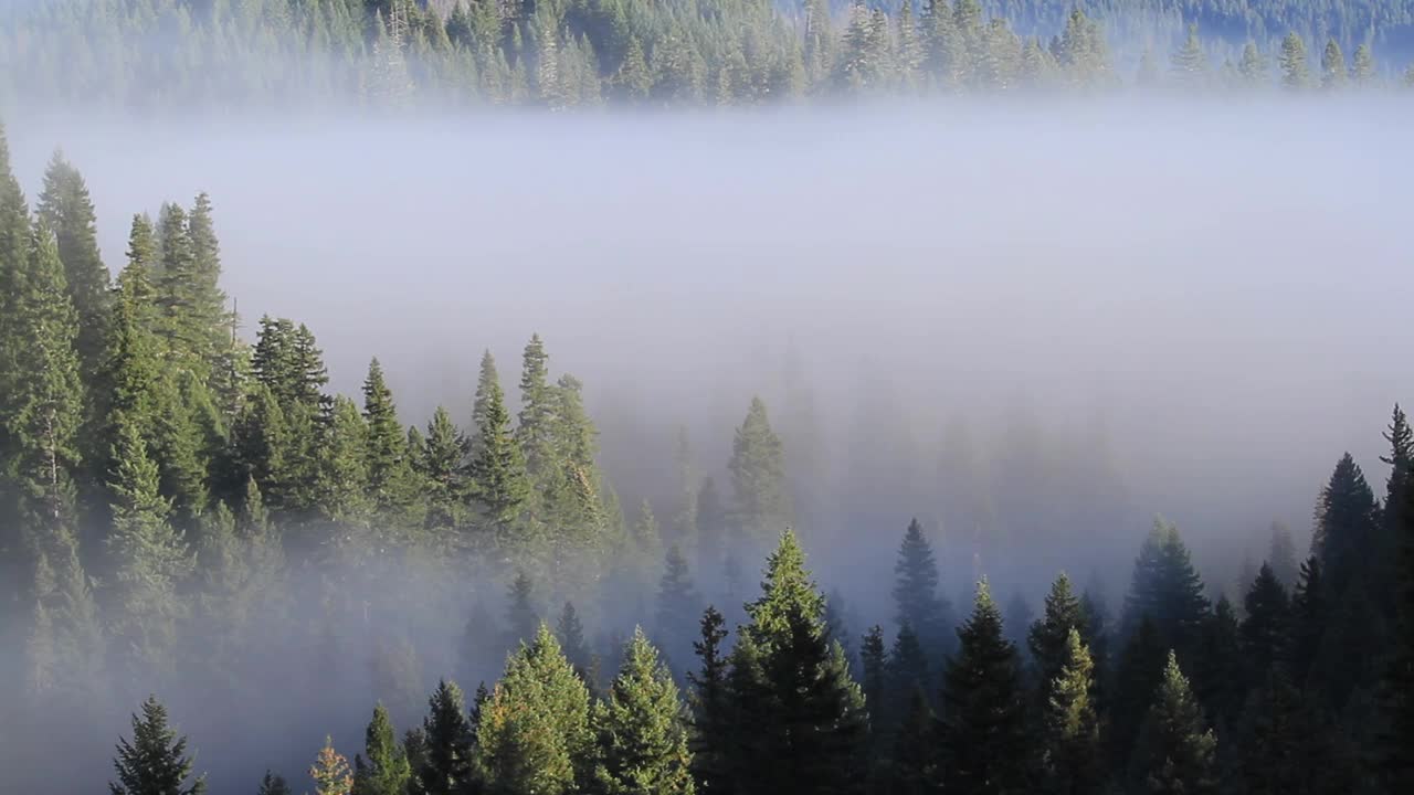 浓雾笼罩着树木的雾蒙蒙的森林视频素材