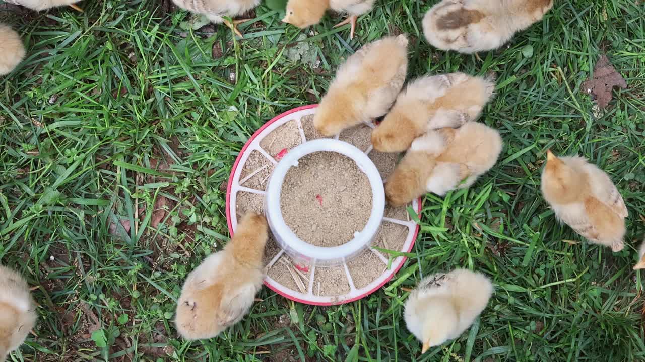 在乡下的农场里，可爱的小鸟在吃一个特殊的喂食器。视频素材