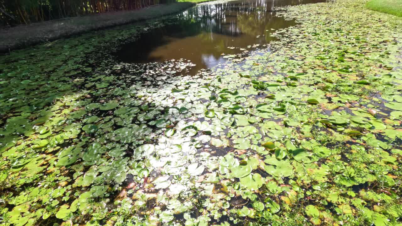 荷叶飘浮的宁静池塘视频素材